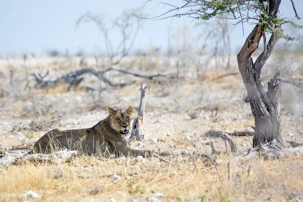 Etkin Milli Parkı Namibya Afrika Yaban Hayatı Safari — Stok fotoğraf