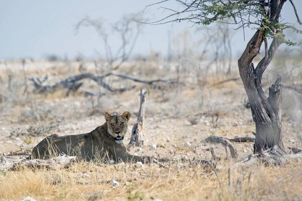 Etkin Milli Parkı Namibya Afrika Yaban Hayatı Safari — Stok fotoğraf