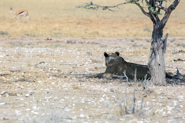 Etkin Milli Parkı Namibya Afrika Yaban Hayatı Safari — Stok fotoğraf