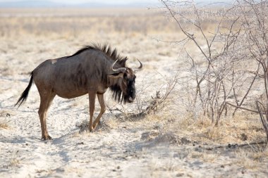 Mavi wildebeest, etkin Milli Parkı, Namibya, Afrika yaban hayatı