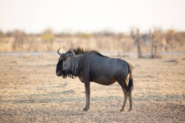 Mavi wildebeest, etkin Milli Parkı, Namibya, Afrika yaban hayatı