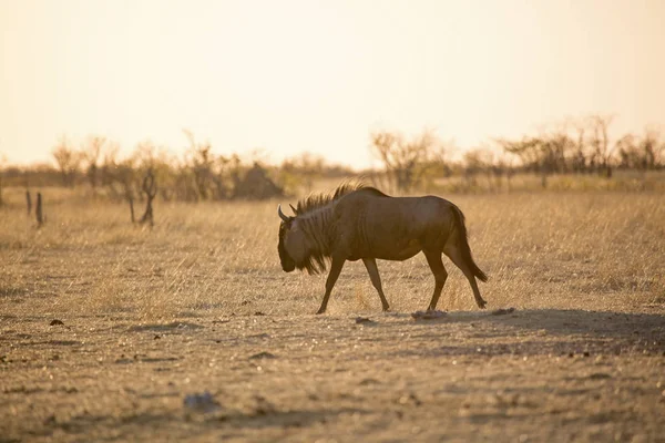 Pręgowane Dzikich Etosha Parku Narodowego Namibia Afryka — Zdjęcie stockowe