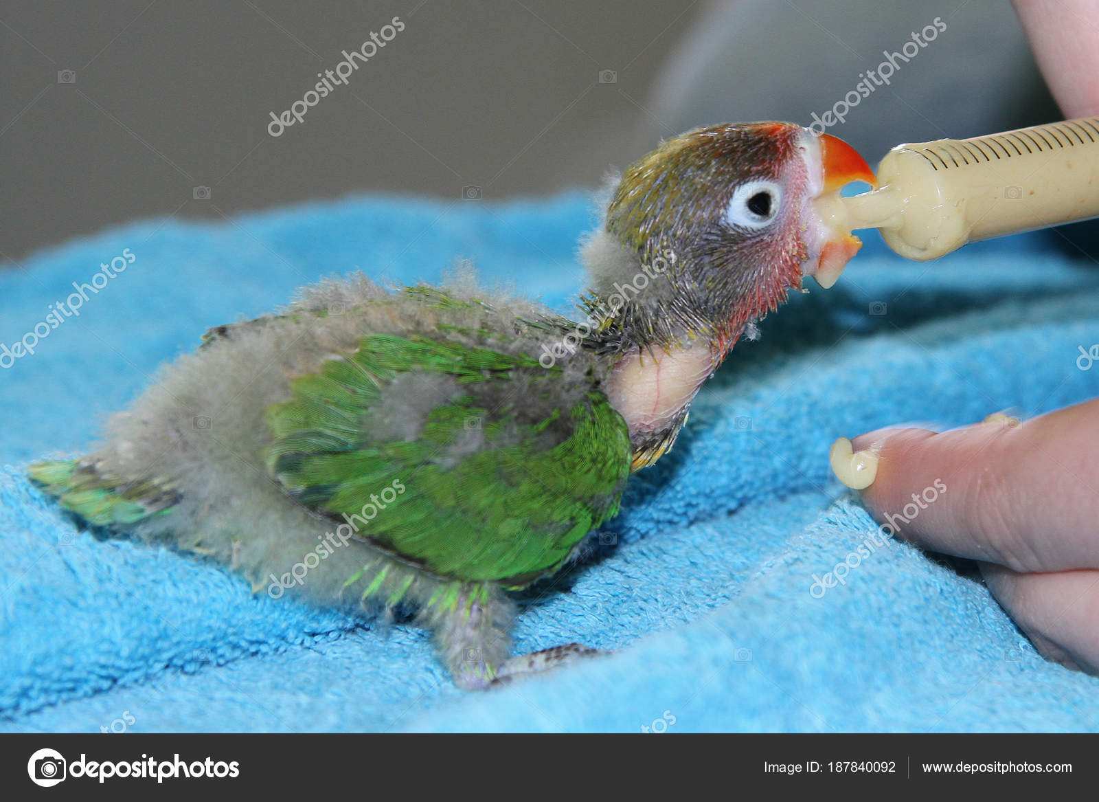 Inséparable Agapornis Mignon Petit Oiseau Exotique Namibie