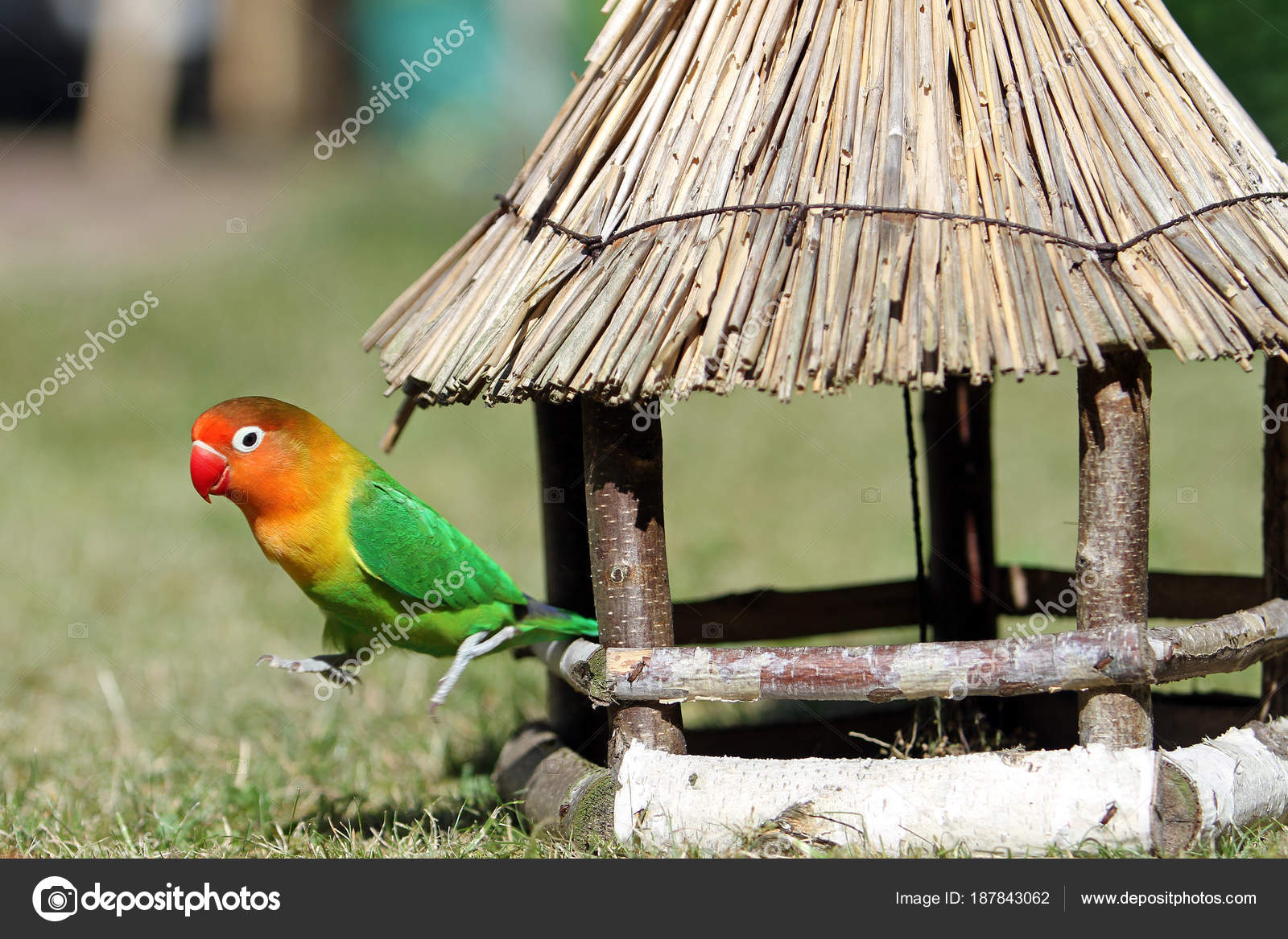 Inséparable Agapornis Petit Oiseau Exotique Mignon Namibie