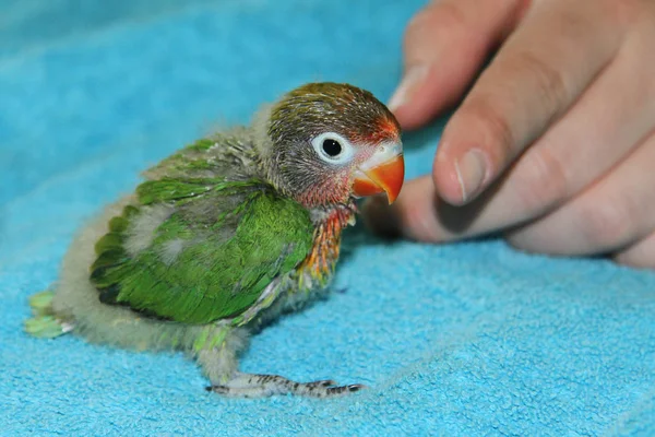 Lovebird, Agapornis, cute little exotic bird from Namibia, Africa. Also a pet.