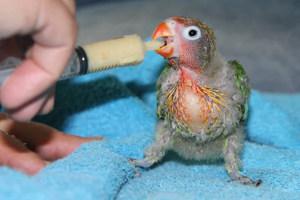 Lovebird Agapornis Simpatico Uccellino Esotico Dalla Namibia Africa Anche Animale — Foto Stock