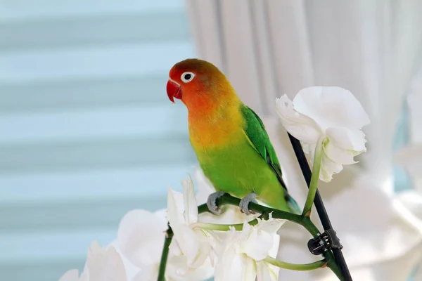 Lovebird, Agapornis, a little cute exotic bird, from Namibia, Africa. Also a beautiful pet.