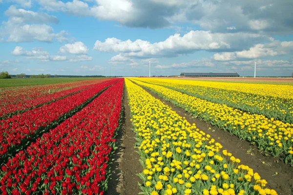 Krásný Tulipán Pole Holandsko Nizozemsko — Stock fotografie