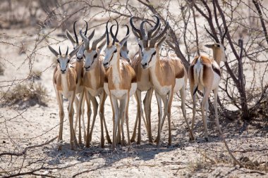 Antilop, Gazelle, Afrika 'daki Namibya' daki Etosha Milli Parkı 'ndaki Vahşi Yaşam, Springbok