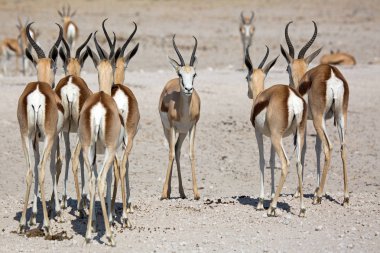 Antilop, Gazelle, Afrika 'daki Namibya' daki Etosha Milli Parkı 'ndaki Vahşi Yaşam, Springbok