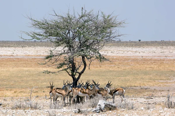 Antelope Gazela Dzika Przyroda Parku Narodowym Etosha Namibii Afryce Springbok — Zdjęcie stockowe