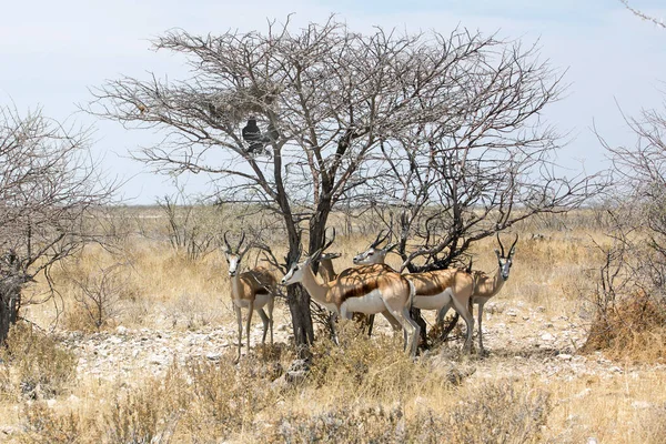 Antelope Gazela Dzika Przyroda Parku Narodowym Etosha Namibii Afryce Springbok — Zdjęcie stockowe