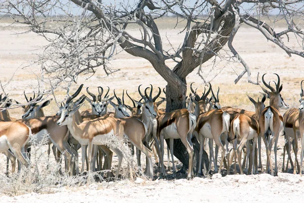 Antelope Gazelle Wilde Dieren Planten Etosha Nationalpark Namibië Afrika Springbok — Stockfoto