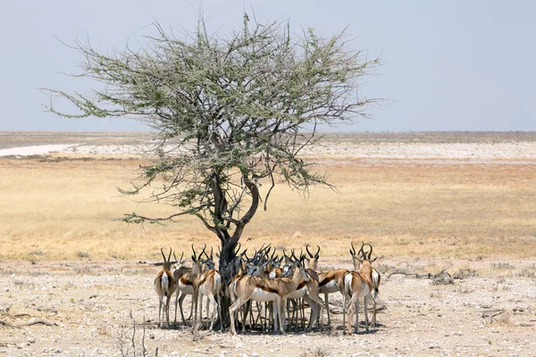 Antelope Gazela Dzika Przyroda Parku Narodowym Etosha Namibii Afryce Springbok — Zdjęcie stockowe