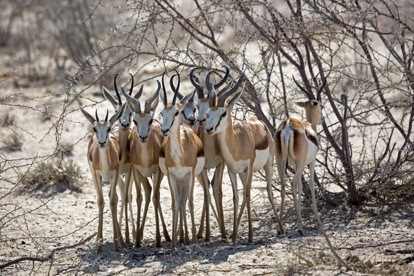 Antelope Gasell Djurliv Etosha Nationalpark Namibia Afrika Springbok — Stockfoto