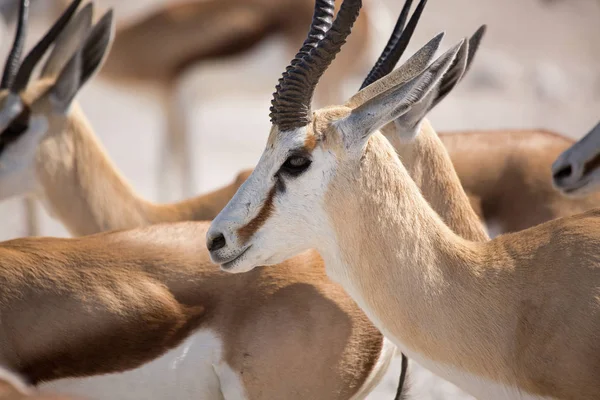 Antelope Gazelle Fauna Selvatica Etosha Nationalpark Namibia Africa Springbok — Foto Stock