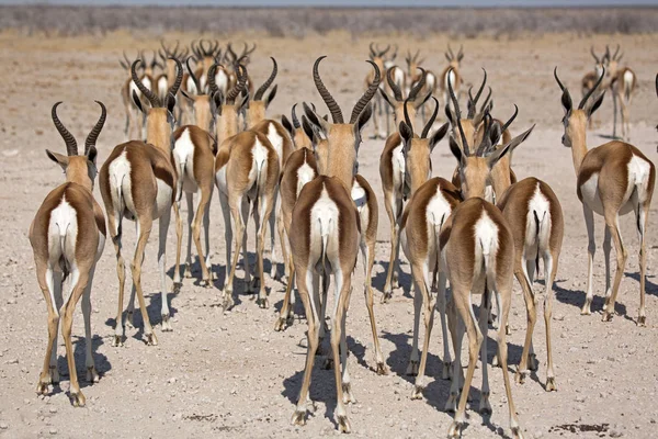 Antelope Gazela Vida Selvagem Etosha Nationalpark Namíbia África Springbok — Fotografia de Stock
