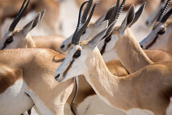 Antelope Gazelle Fauna Selvatica Etosha Nationalpark Namibia Africa Springbok — Foto Stock