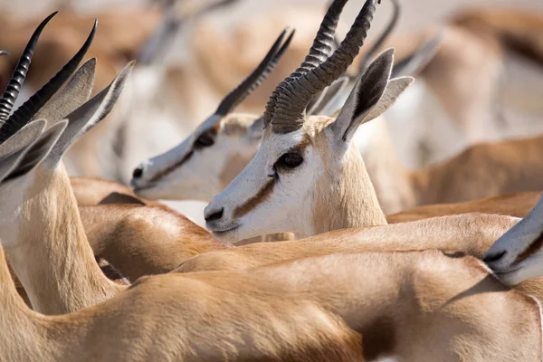 Antelope Gazelle Fauna Selvatica Etosha Nationalpark Namibia Africa Springbok — Foto Stock