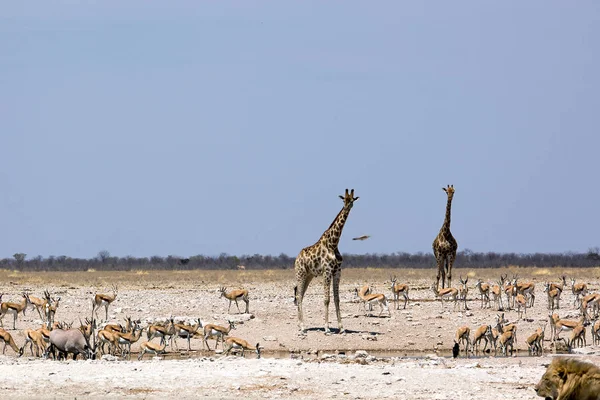 Jirafa Comiendo Bebiendo Empapando Vida Silvestre Parque Nacional Etosha Namibia — Foto de Stock