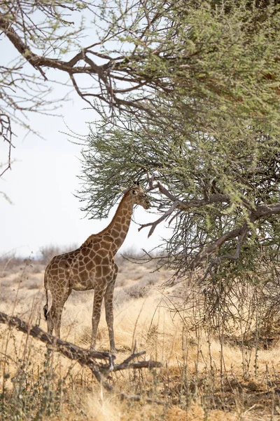 Żyrafa Jedzenia Picia Kąpieli Przyrody Parku Narodowym Etosha Namibia Afryka — Zdjęcie stockowe