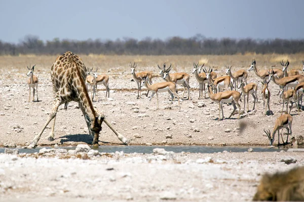Girafa Comendo Bebendo Encharcando Vida Selvagem Parque Nacional Etosha Namíbia — Fotografia de Stock