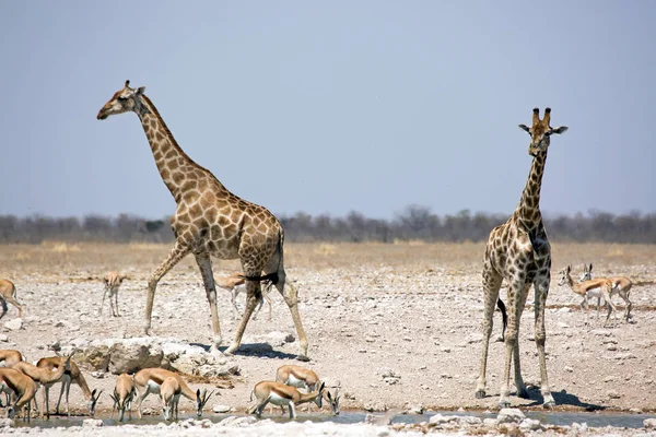 Jirafa Comiendo Bebiendo Empapando Vida Silvestre Parque Nacional Etosha Namibia — Foto de Stock