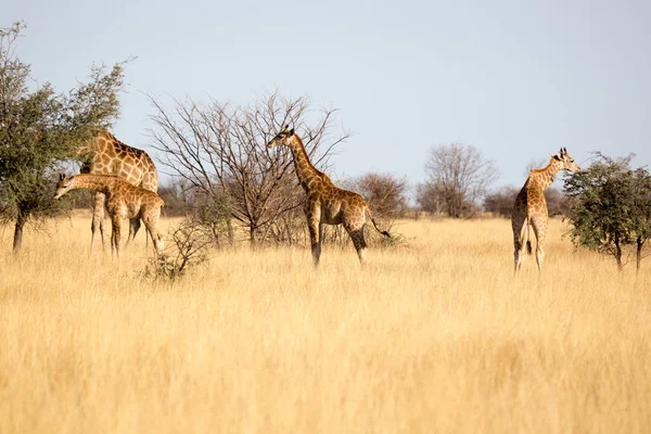 Girafe Manger Boire Tremper Faune Sauvage Dans Parc National Etosha — Photo