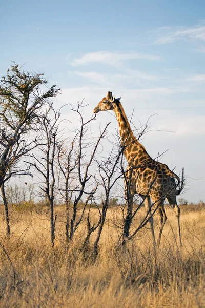 Giraffe Eten Drinken Genieten Wild Het Etosha National Park Namibië — Stockfoto