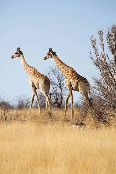 Giraffe Eten Drinken Genieten Wild Het Etosha National Park Namibië — Stockfoto