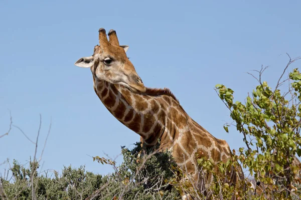 Giraffe Eten Drinken Genieten Wild Het Etosha National Park Namibië — Stockfoto