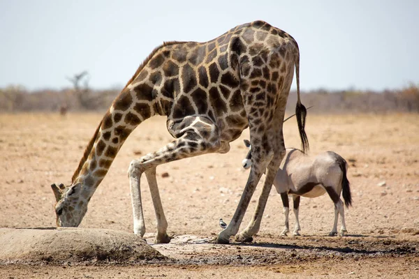 Zsiráf Evés Ivás Áztató Vadon Élő Etosha Nemzeti Parkban Namíbia — Stock Fotó
