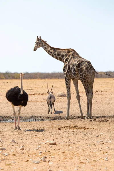 Giraffe Eten Drinken Genieten Wild Het Etosha National Park Namibië — Stockfoto