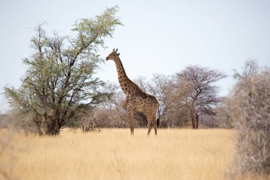 Yeme, içme ve iliklerine zürafa. Etkin Milli Parkı, Namibya, Afrika yaban hayatı