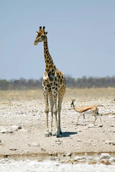 Giraffe eating, drinking and soaking. Wildlife in Etosha National Park, Namibia, Africa