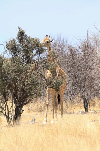 Zsiráf Evés Ivás Áztató Vadon Élő Etosha Nemzeti Parkban Namíbia — Stock Fotó