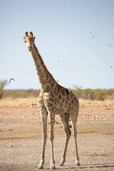 Giraffe Eten Drinken Genieten Wild Het Etosha National Park Namibië — Stockfoto