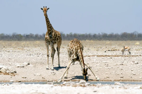 Giraffe Eten Drinken Genieten Wild Het Etosha National Park Namibië — Stockfoto