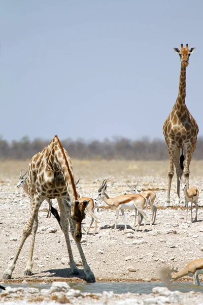 Giraffe Eten Drinken Genieten Wild Het Etosha National Park Namibië — Stockfoto