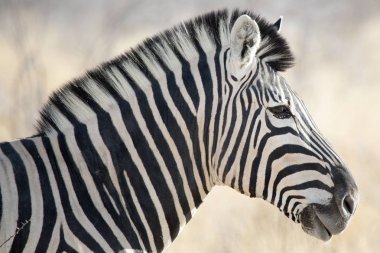 Zebra, etkin Milli Parkı, Namibya Afrika güzellik kraliçesi yaban hayatı