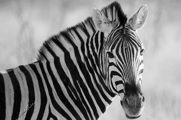 Zebra Vida Selvagem Parque Nacional Etosha Namíbia África Beauty Queen — Fotografia de Stock