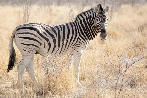 Zebra Vida Silvestre Parque Nacional Etosha Namibia Africa Beauty Queen —  Fotos de Stock