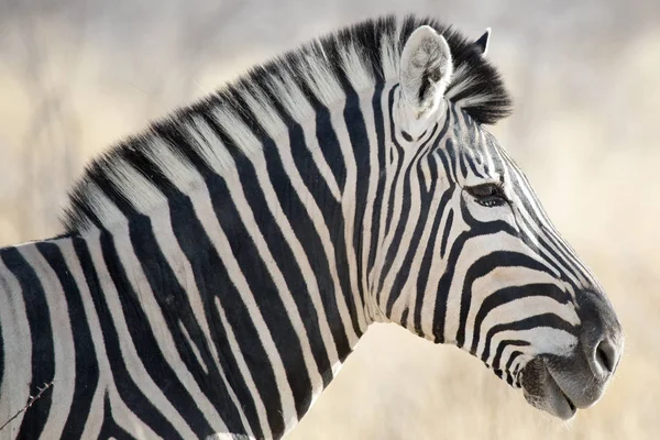 Zebra Vida Silvestre Parque Nacional Etosha Namibia Africa Beauty Queen —  Fotos de Stock