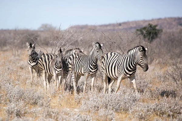 Zebra Vida Silvestre Parque Nacional Etosha Namibia África —  Fotos de Stock