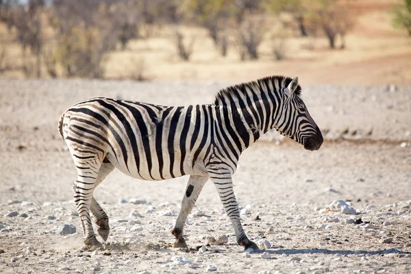 Zebra Volně Žijících Živočichů Národním Parku Etosha Namibie Královna Krásy — Stock fotografie