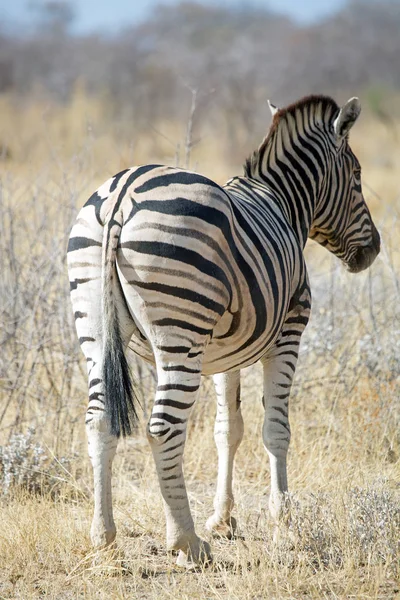 Zebra Volně Žijících Živočichů Národním Parku Etosha Namibie Královna Krásy — Stock fotografie