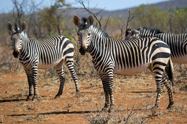 Zebra Volně Žijících Živočichů Národním Parku Etosha Namibie Královna Krásy — Stock fotografie