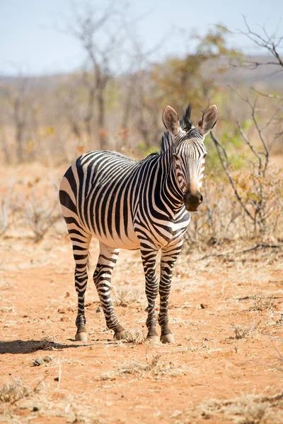 Zebra Volně Žijících Živočichů Národním Parku Etosha Namibie Královna Krásy — Stock fotografie