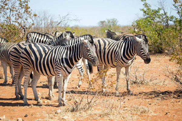 Zebra Vida Silvestre Parque Nacional Etosha Namibia África —  Fotos de Stock