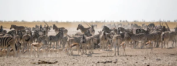 会場ゼブラとアフリカ ナミビア エトーシャ国立公園で野生動物の友人 — ストック写真